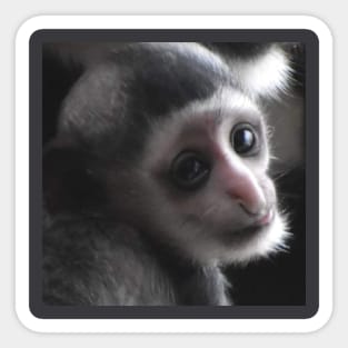 Colobus Monkey baby Sticker